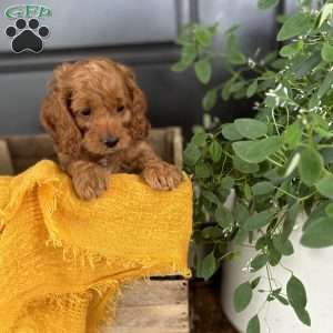 Max, Cockapoo Puppy