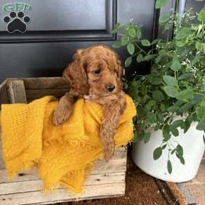 Max, Cockapoo Puppy