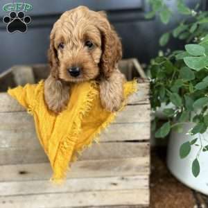 Ember, Cockapoo Puppy