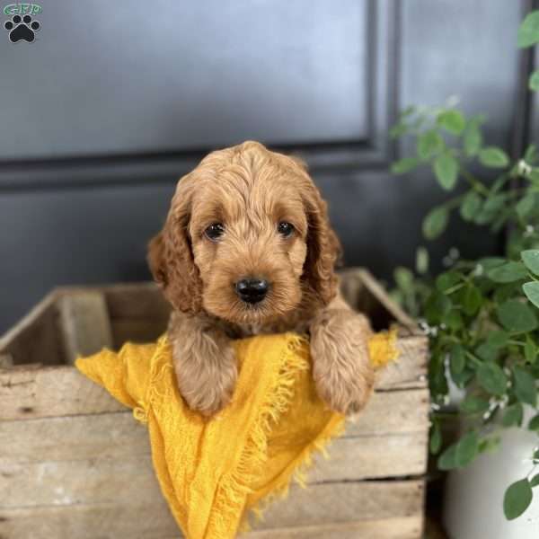 Ember, Cockapoo Puppy