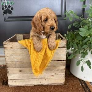 Ember, Cockapoo Puppy