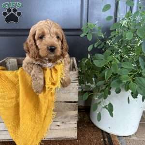 Ember, Cockapoo Puppy