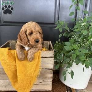 Ember, Cockapoo Puppy