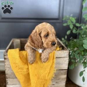 Ember, Cockapoo Puppy