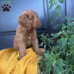 Cooper, Cockapoo Puppy