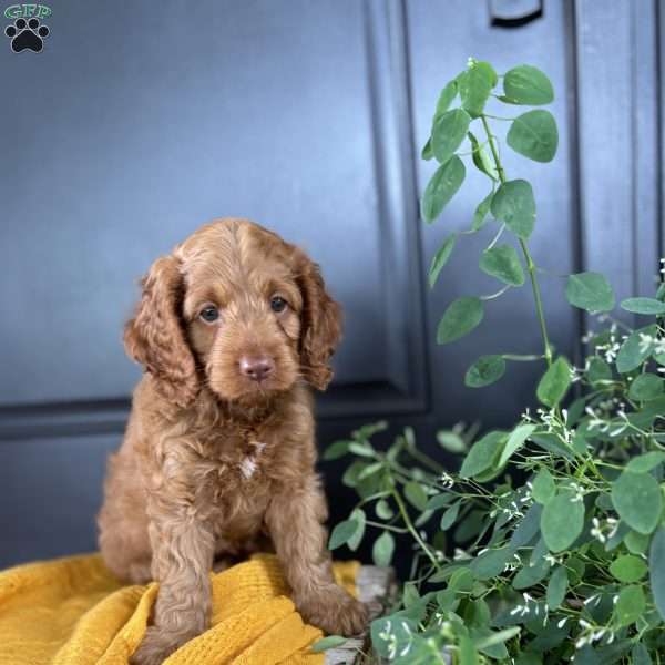 Cooper, Cockapoo Puppy