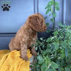 Cooper, Cockapoo Puppy