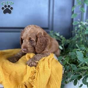 Cooper, Cockapoo Puppy