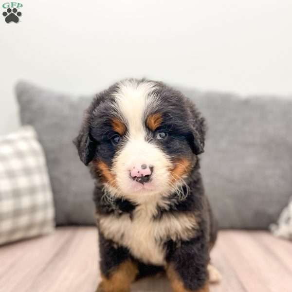 Otis, Bernese Mountain Dog Puppy