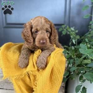 Cooper, Cockapoo Puppy