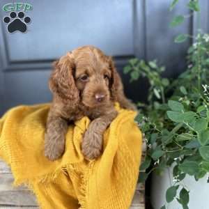 Cooper, Cockapoo Puppy