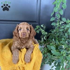 Cooper, Cockapoo Puppy