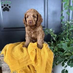 Cooper, Cockapoo Puppy