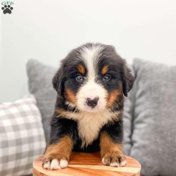 Molly, Bernese Mountain Dog Puppy