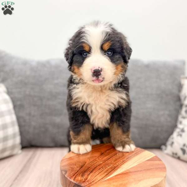 Oliver, Bernese Mountain Dog Puppy