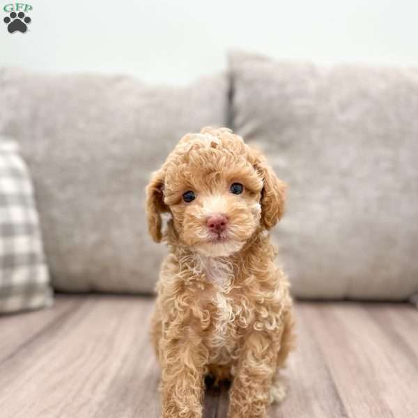 Twilight, Miniature Poodle Puppy