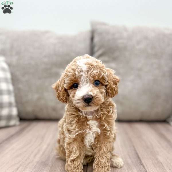 Thunder, Miniature Poodle Puppy