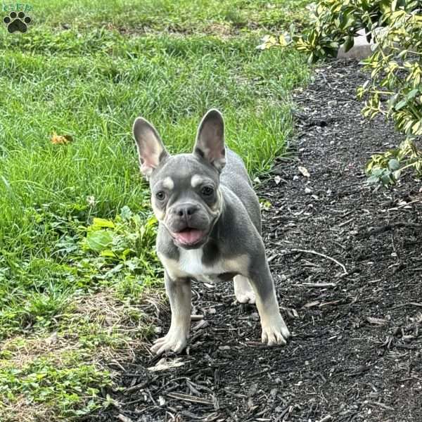 Nikita, French Bulldog Puppy