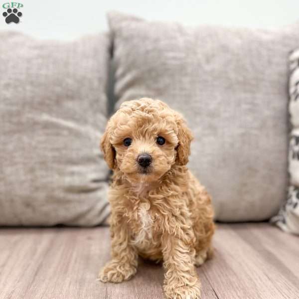 Goldilocks, Miniature Poodle Puppy