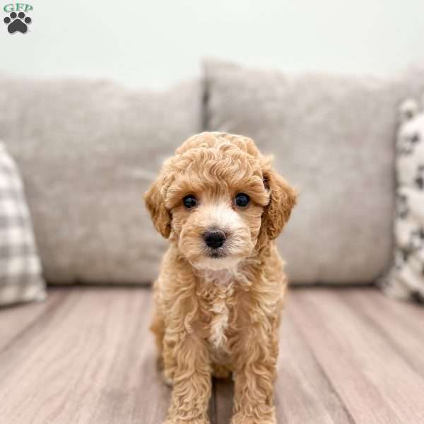 Daisy, Miniature Poodle Puppy