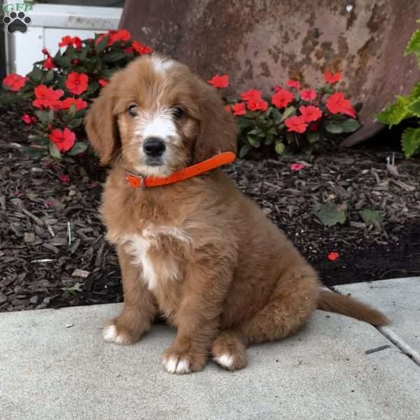 Fonzi, Goldendoodle Puppy