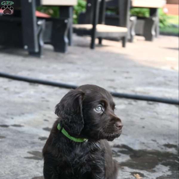 Medium Green, Boykin Spaniel Puppy