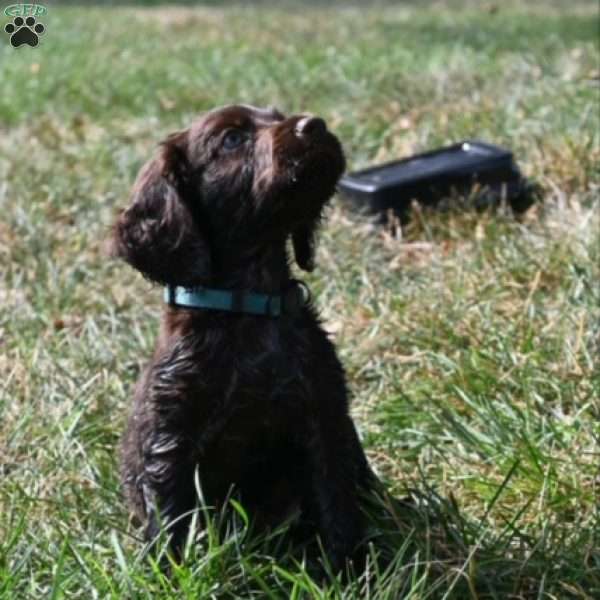 Teal, Boykin Spaniel Puppy