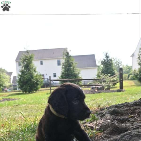 Tan, Boykin Spaniel Puppy