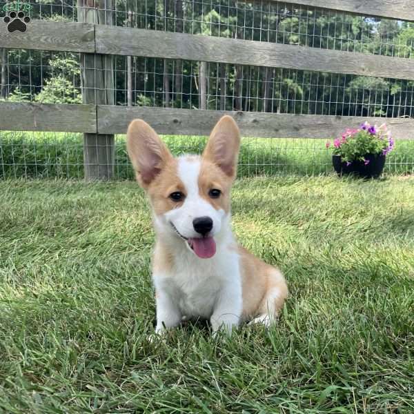 Lucy, Pembroke Welsh Corgi Puppy