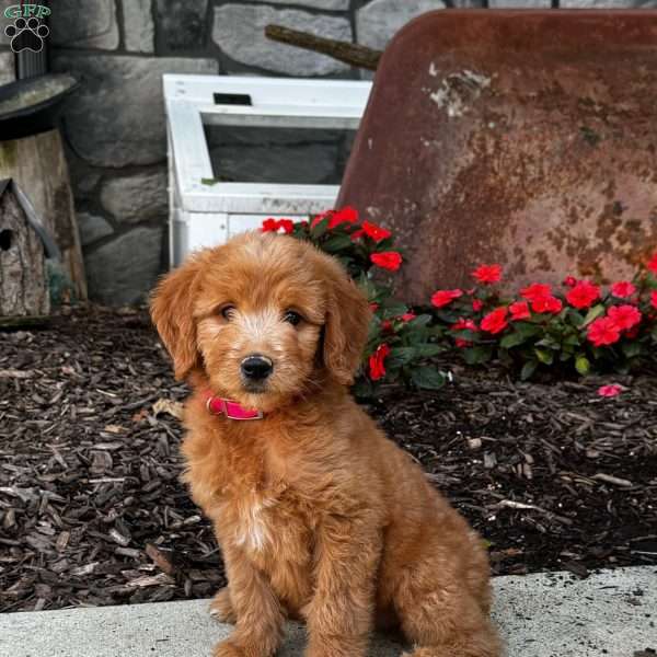 Fancy, Goldendoodle Puppy