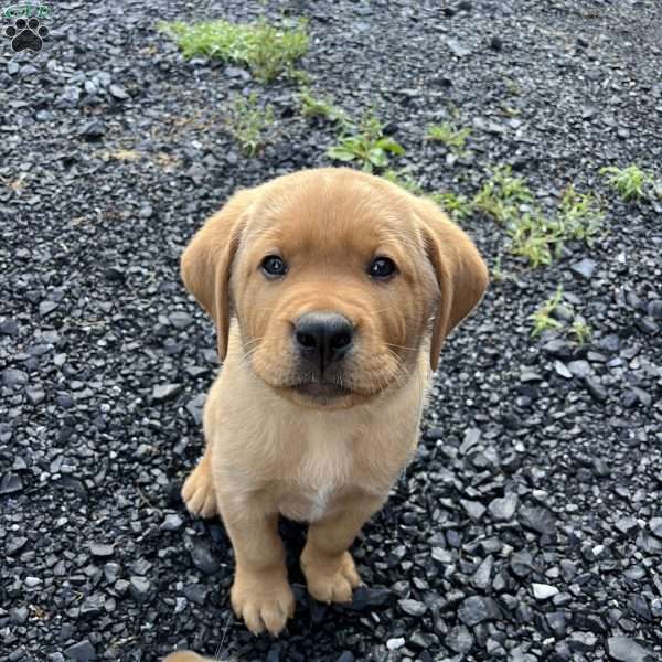 Bandit, Fox Red Labrador Retriever Puppy