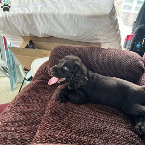 Dark Green, Boykin Spaniel Puppy