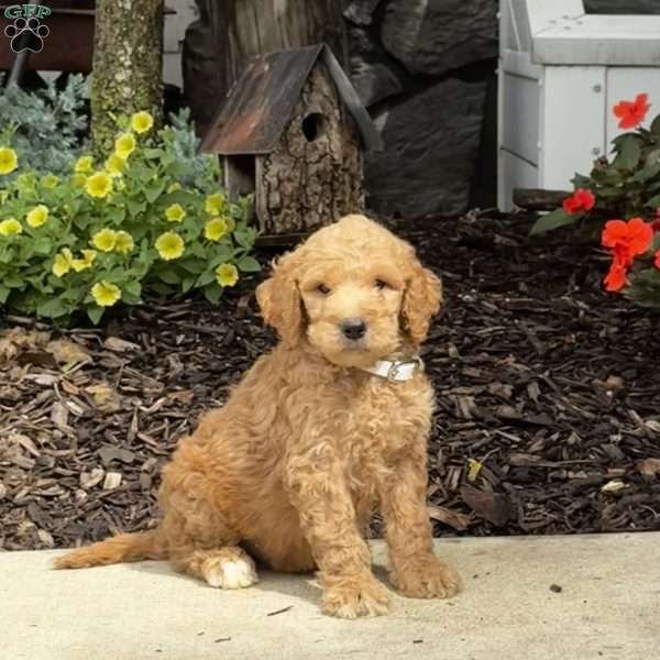 Gavin, Goldendoodle Puppy