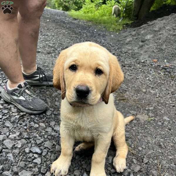 Minnie Mae, Fox Red Labrador Retriever Puppy