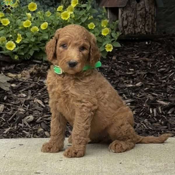 Gracie, Goldendoodle Puppy