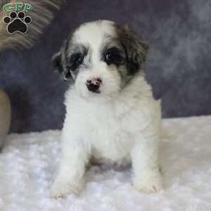 Gigi, Mini Sheepadoodle Puppy