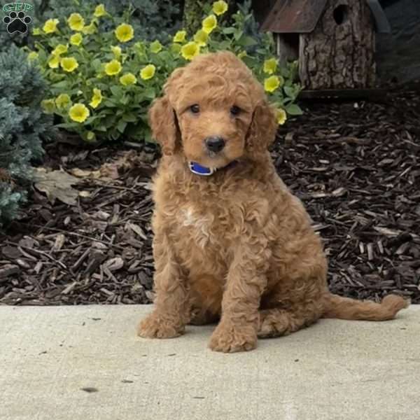 Gunner, Goldendoodle Puppy