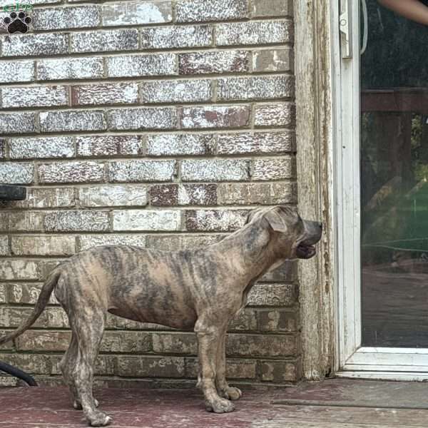 Black Jack, American Bully Puppy