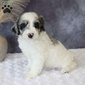 Gigi, Mini Sheepadoodle Puppy