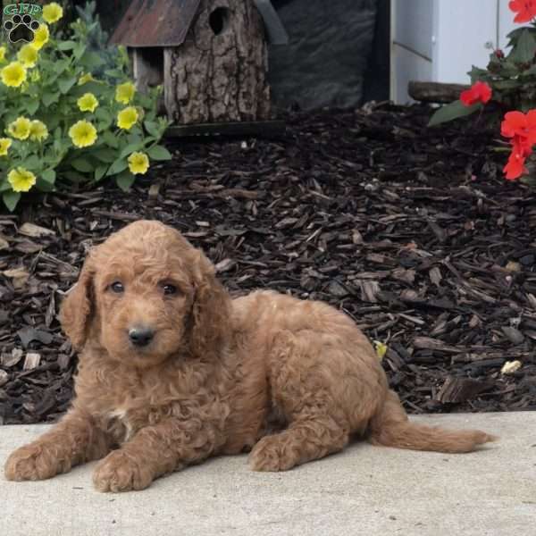 Grayson, Goldendoodle Puppy