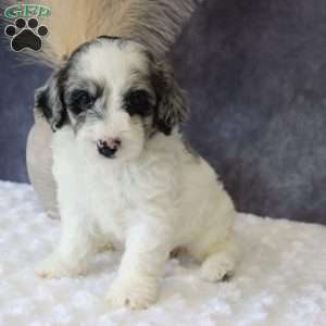 Gigi, Mini Sheepadoodle Puppy