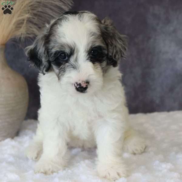 Gigi, Mini Sheepadoodle Puppy