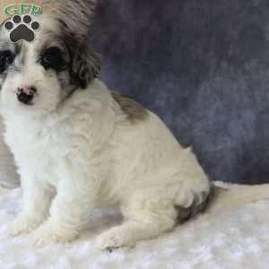 Gigi, Mini Sheepadoodle Puppy