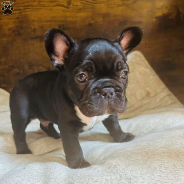 Night, French Bulldog Puppy