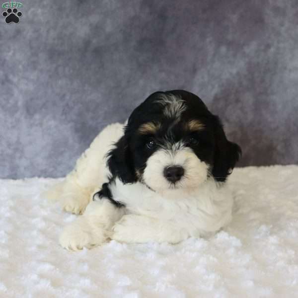 Kip, Mini Sheepadoodle Puppy