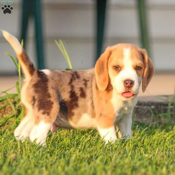 Prince, Beagle Puppy