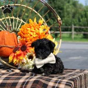 Rex, Maltipoo Puppy