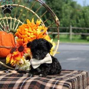 Rex, Maltipoo Puppy