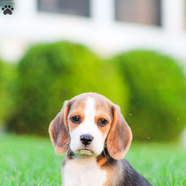 Bella, Beagle Puppy