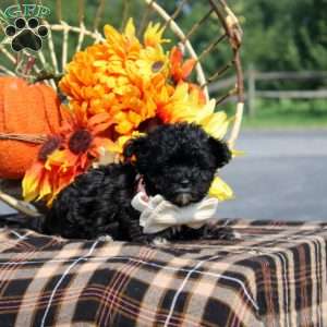 Rex, Maltipoo Puppy